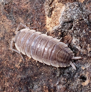 Porcellio Rhodes Isopods